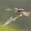 Merlin (Falco columbarius) adult female alighting onto perch